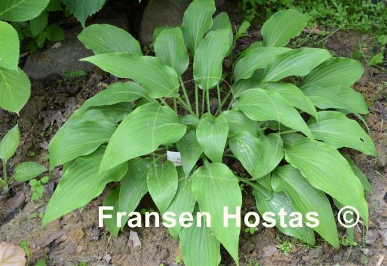 Hosta aequinoctiiantha