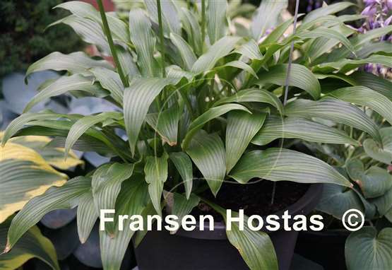 Hosta alismifolia