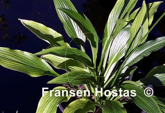 Hosta alismifolia