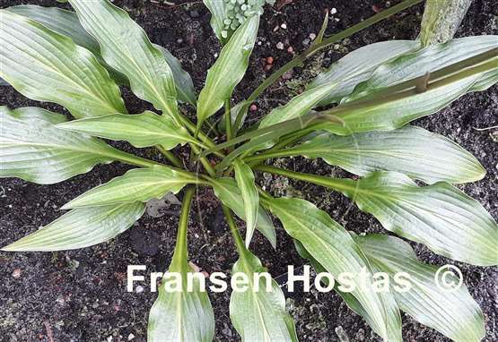 Hosta alismifolia