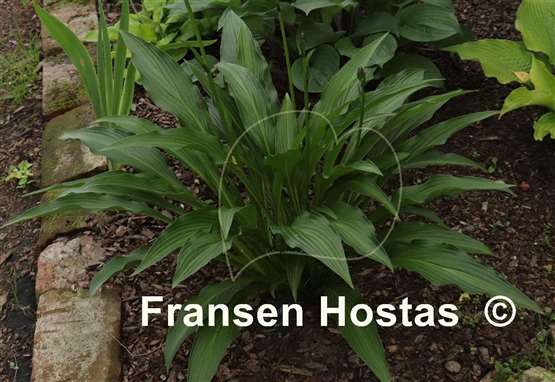 Hosta alismifolia