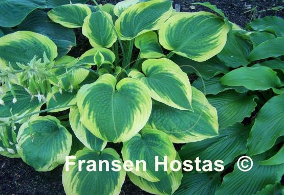Hosta Afternoon Delight