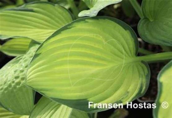 Hosta Alice in Wonderland
