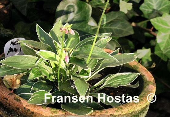 Hosta Allan P. McConnell