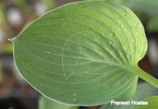 Hosta Allegan Emperor