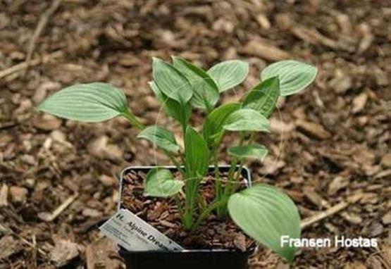 Hosta Alpine Dream