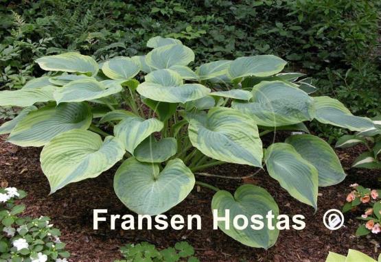 Hosta Alvatine Taylor - Fransen Hostas