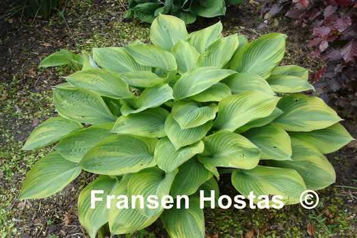 Hosta Alvatine Taylor - Fransen Hostas