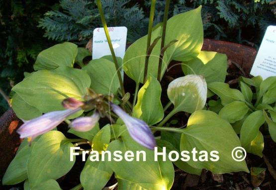 Hosta Amanuma