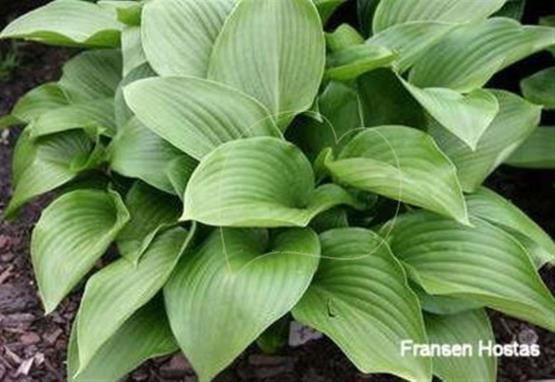 Hosta Andy Taylor