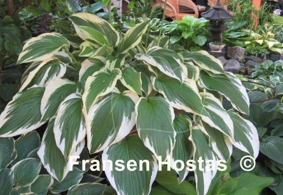 Hosta Antioch
