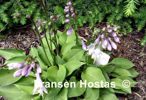 Hosta Apple Green