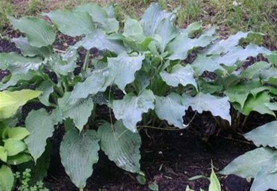 Hosta Arctic Blast