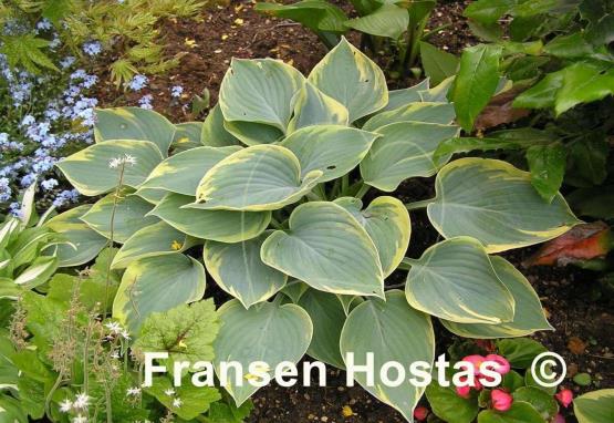 Hosta Aristocrat
