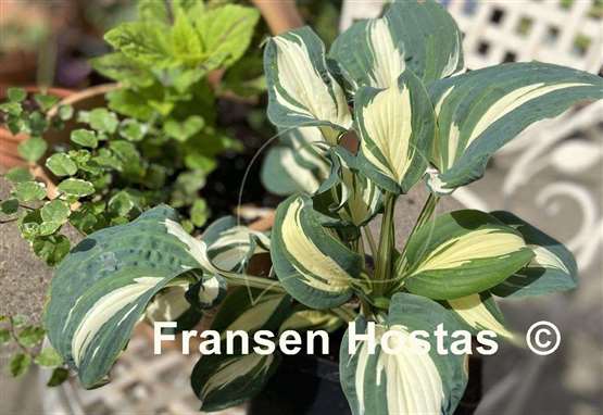 Hosta BEAuty from Poland