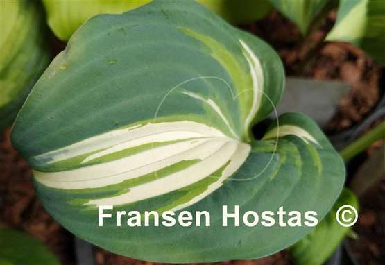 Hosta BEAuty from Poland