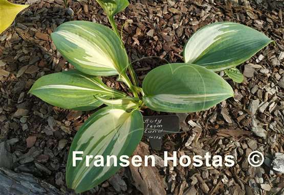 Hosta BEAuty from Poland