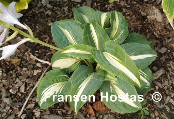 Hosta BEAuty from Poland