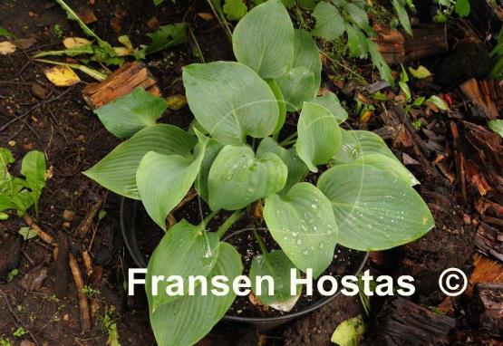 Hosta Babbling Brook