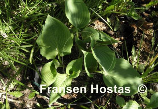Hosta Babbling Brook