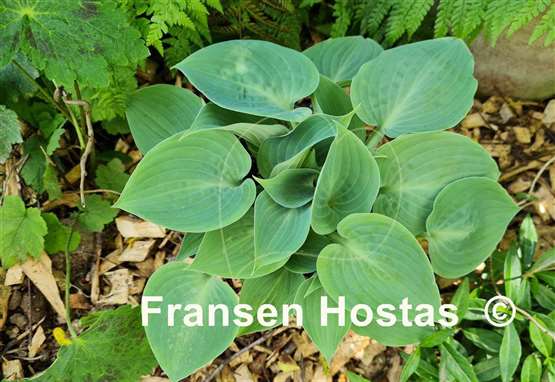 Hosta Baby Blue Eyes
