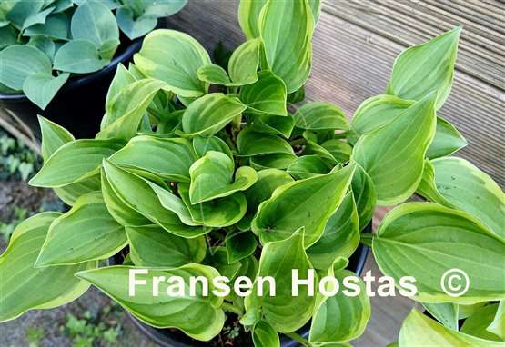 Hosta Baby Booties