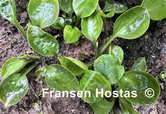 Hosta Baby Bunting