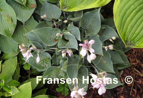 Hosta Baby Blue Eyes