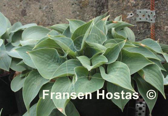 Hosta Baby Blue Eyes
