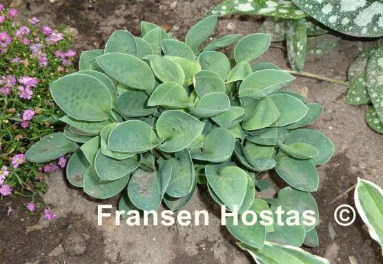 Hosta Baby Bunting