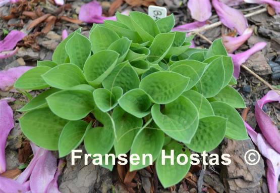Hosta Baby Bunting