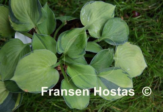 Hosta Baby Doll