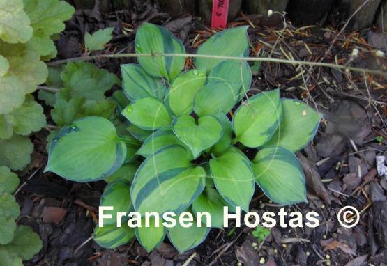 Hosta Baby Doll