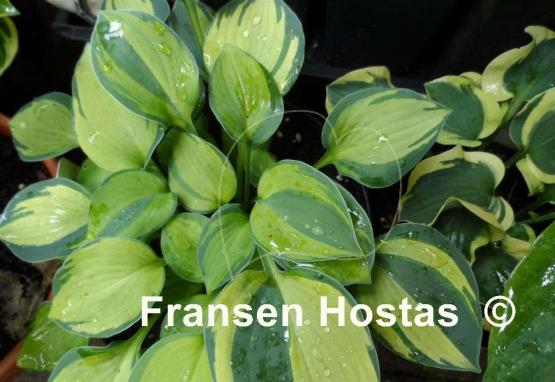 Hosta Baby Doll