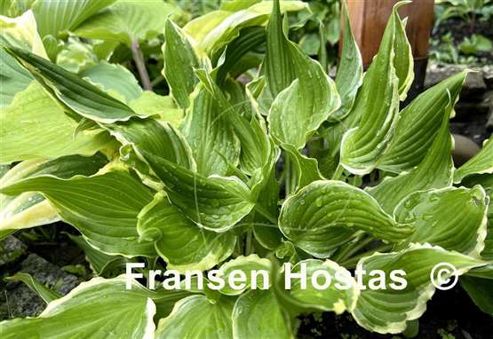 Hosta Bachelor Party