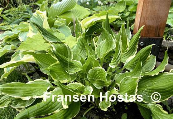 Hosta Bachelor Party