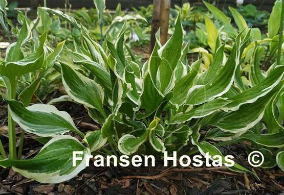 Hosta Bachelor Party