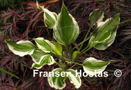 Hosta Bachelor Party