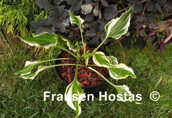 Hosta Bachelor Party