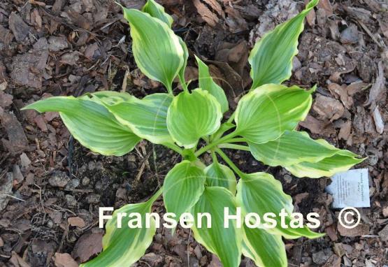 Hosta Bachelor Party