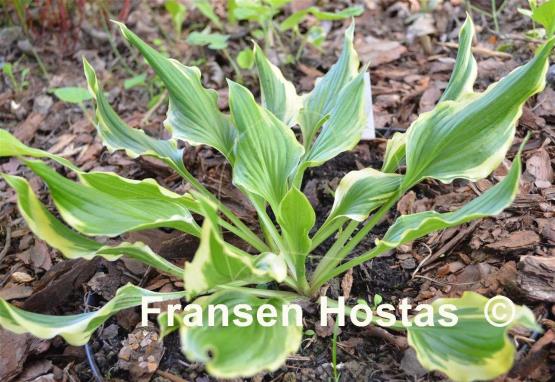 Hosta Bachelor Party