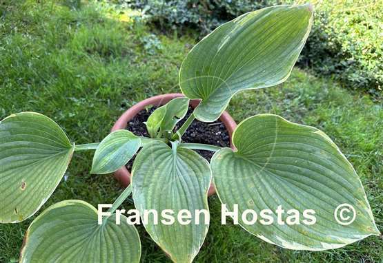 Hosta Backyard Monster
