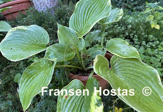 Hosta Backyard Monster