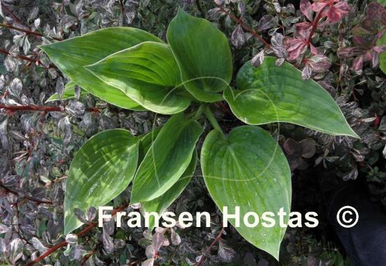 Hosta Backyard Monster
