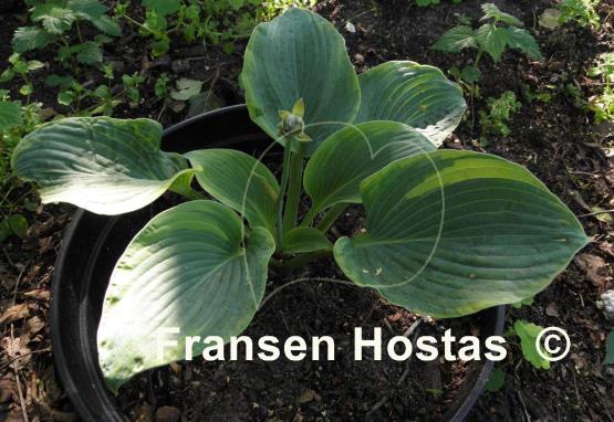 Hosta Backyard Monster