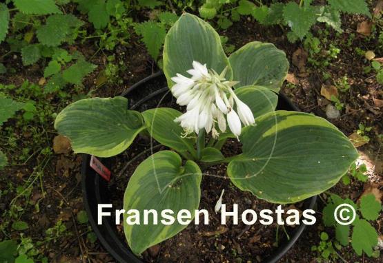 Hosta Backyard Monster