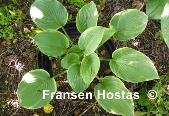 Hosta Backyard Monster