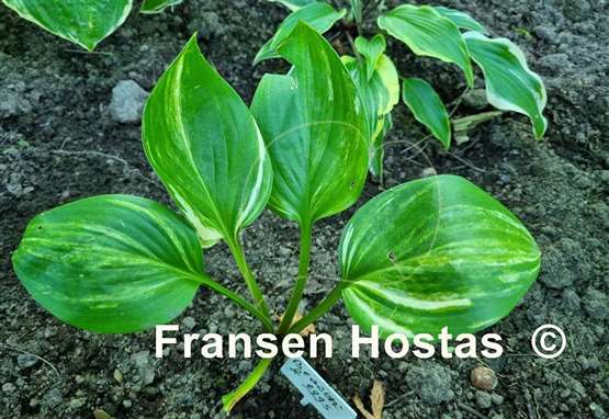 Hosta Bacon and Eggs