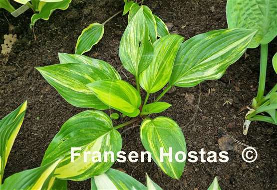 Hosta Bacon and Eggs
