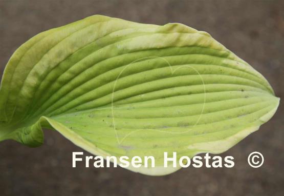 Hosta Badge of Glory